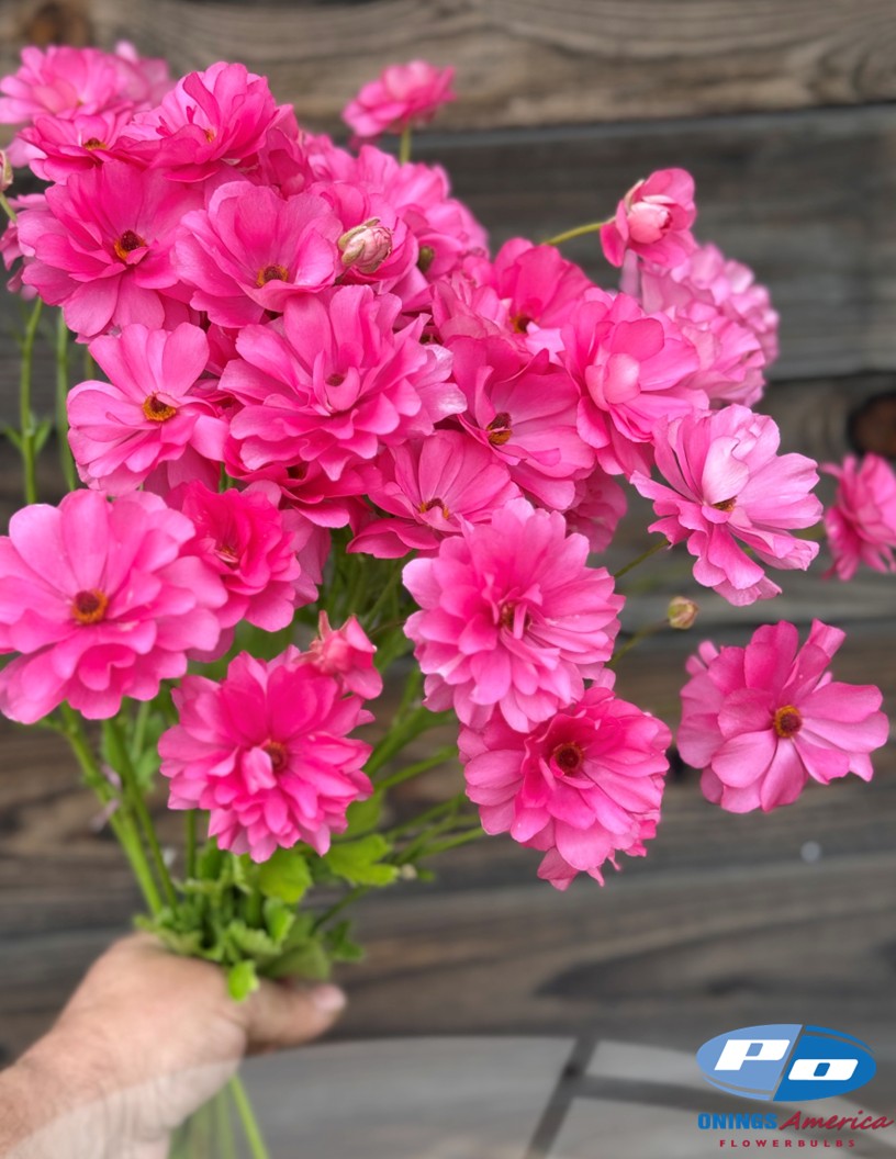 Ranunculus : Cloni Natura Moderna
