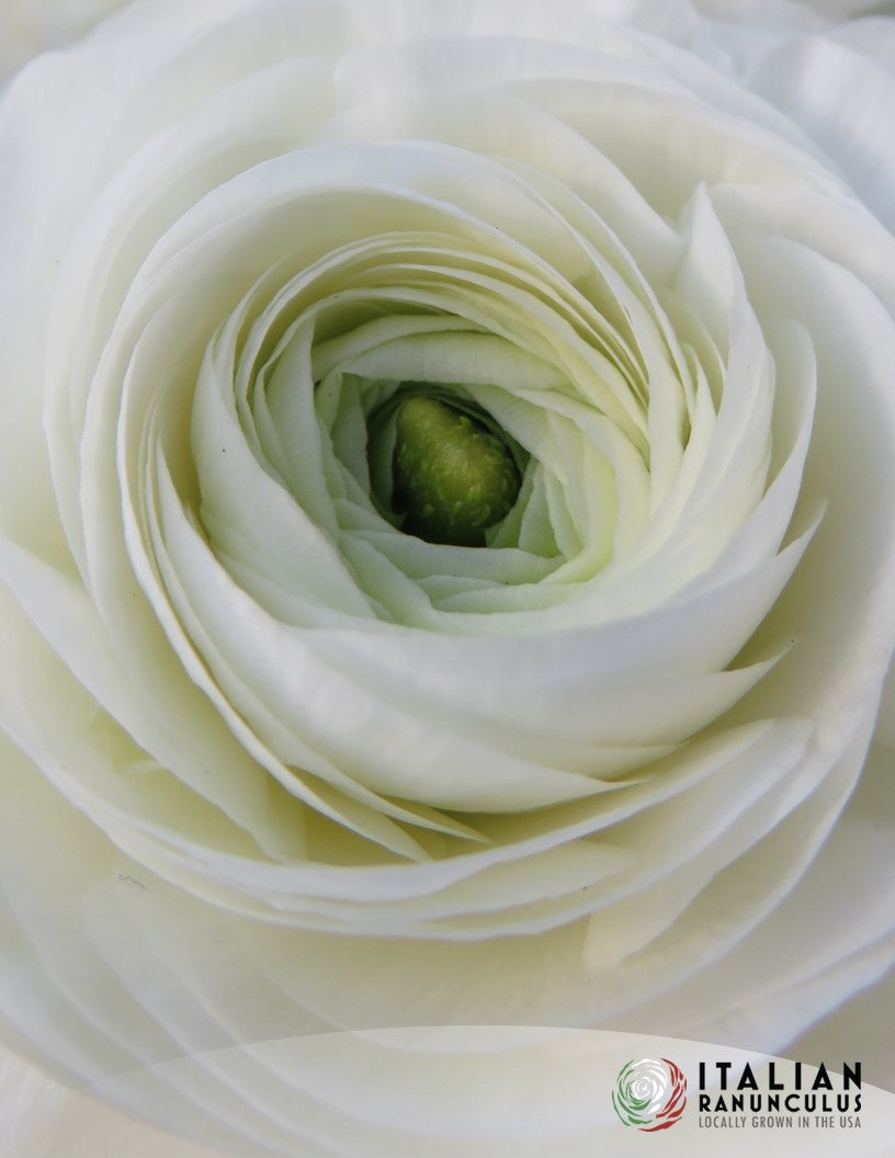 Italian Dolce Vita Ranunculus and Anemone mix (resvised)