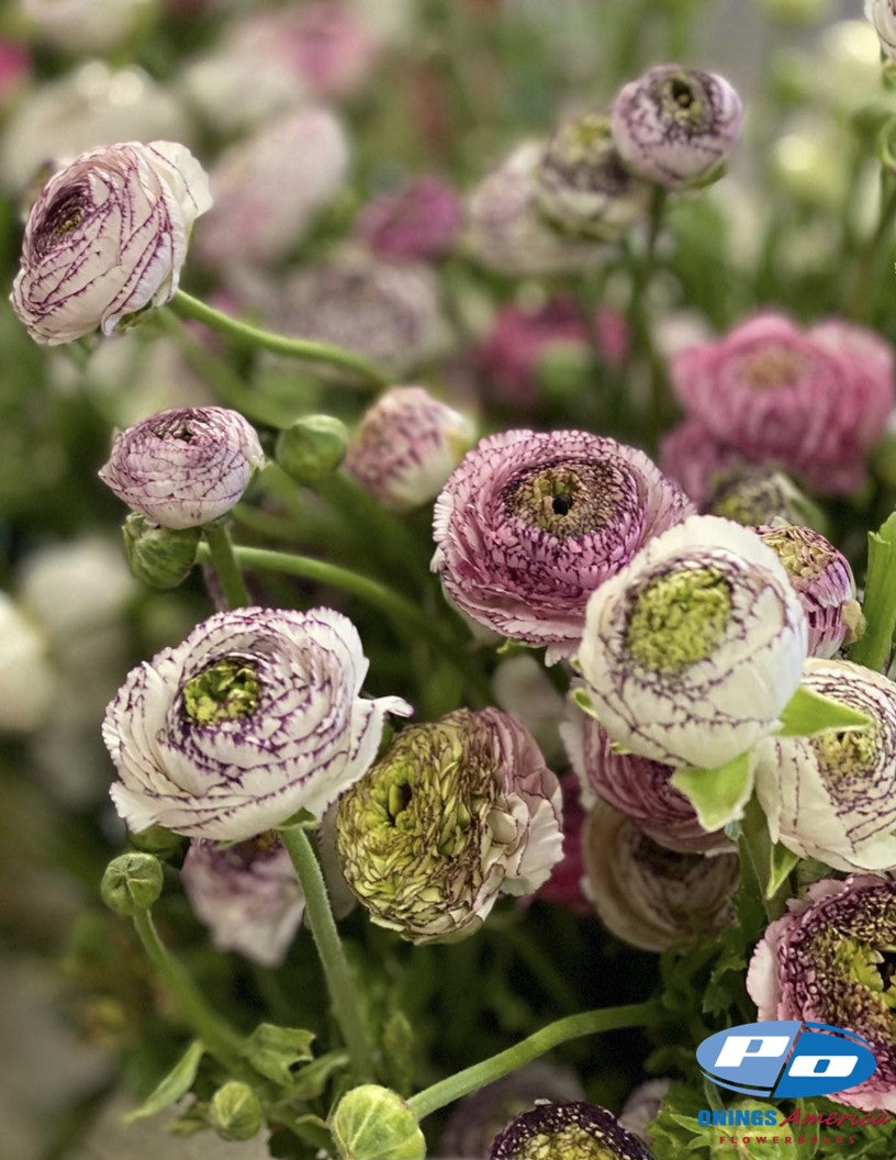 Italian Dolce Vita Ranunculus and Anemone mix