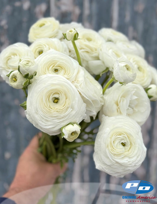 Ranunculus : Italian Elegance ranunculus mix (fall 2026 shipping)