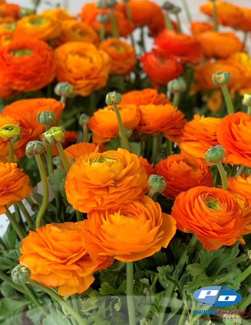Ranunculus and Anemone Special (Mid August shipping)