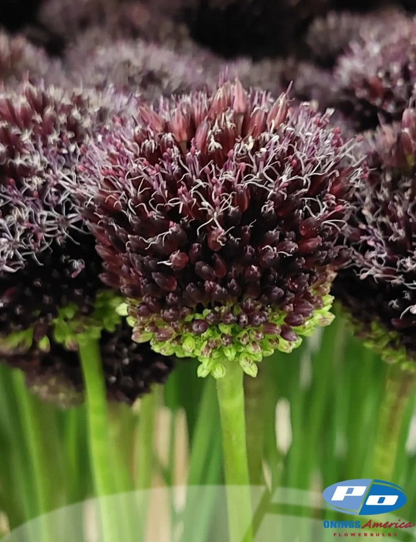 Allium Forelock