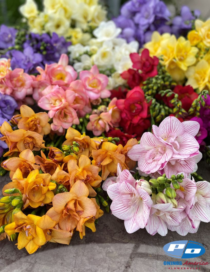 Freesia 3x100 pack