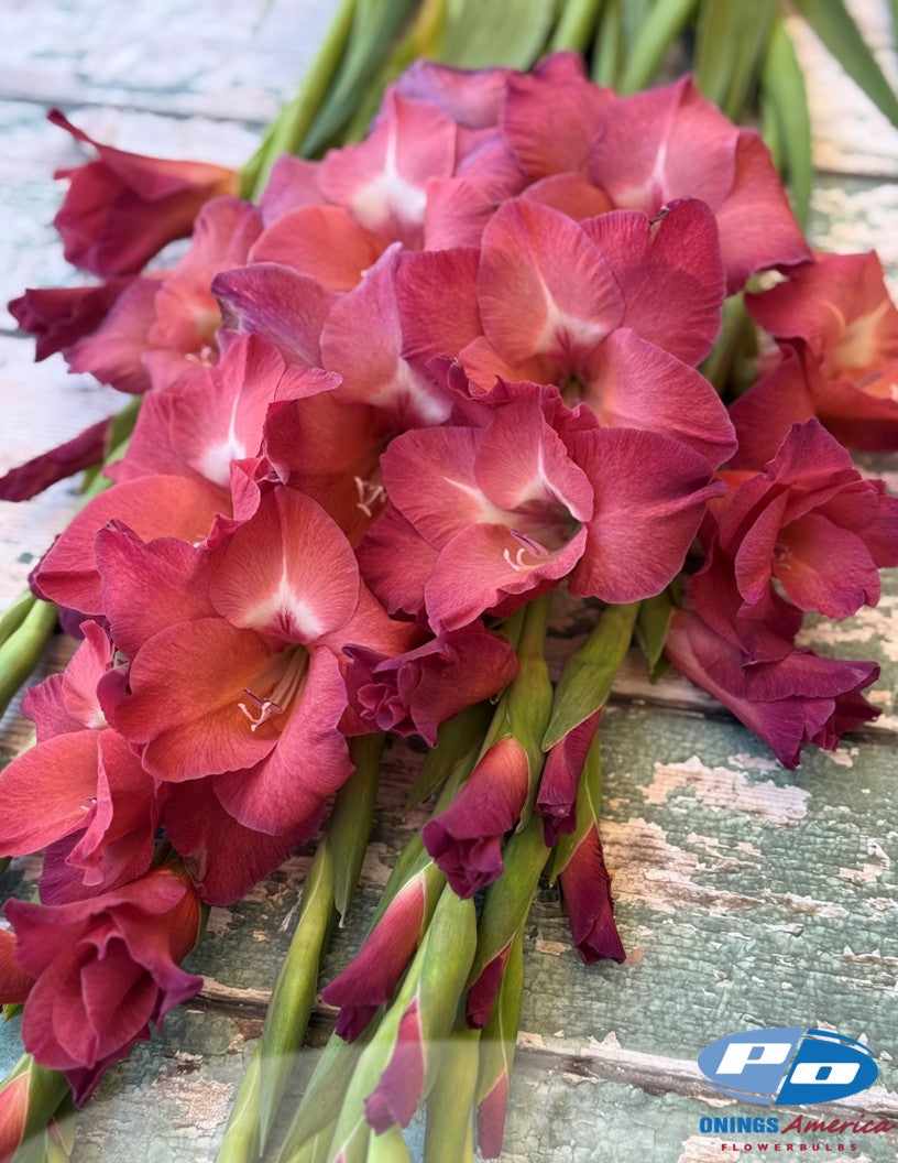 Gladiolus 500 Indian Summer (mid May 2026 delivery)