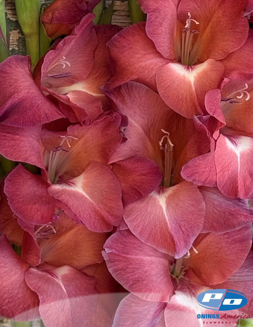 Gladiolus 500 Indian Summer (mid May 2026 delivery)