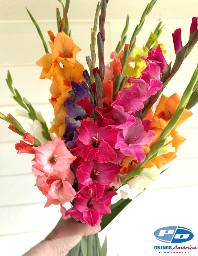 Gladiolus 500 Mixed (late May 2026 delivery)