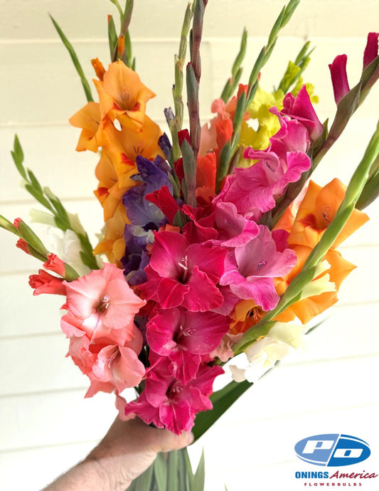 Gladiolus 500 Mixed (mid May 2026 delivery)