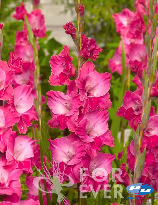 500 Mixed Gladiolus - Ship week 18 - 2025