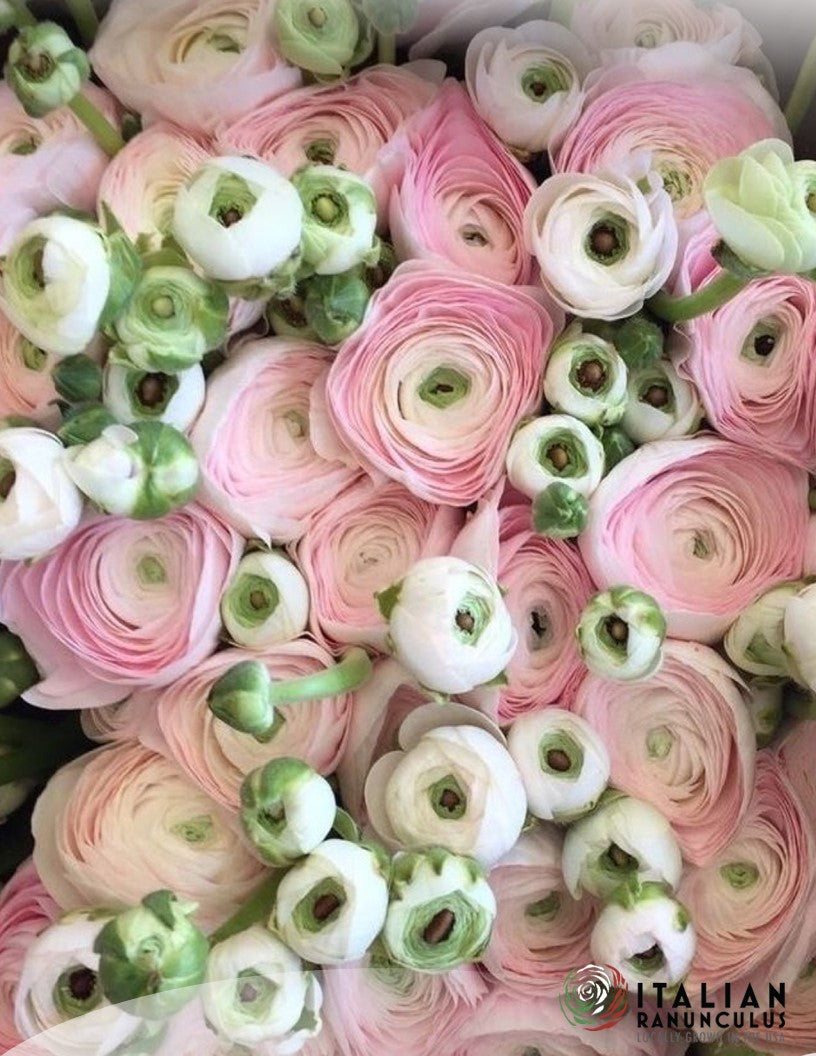 Ranunculus : Italian Ranunculus Cloni