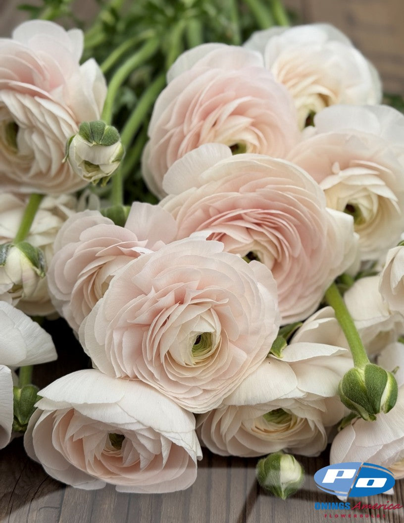 Ranunculus : Cloni Success Hanoi and Grand Pastel