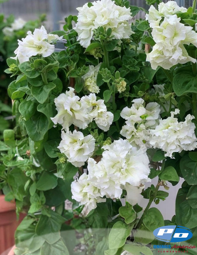 Italian Petunia Grandiflora (cut flower) White blush.