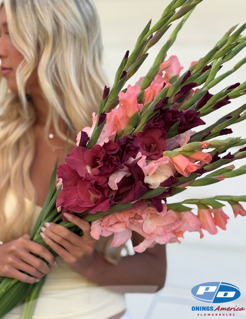 Gladiolus 500 Indian Summer (mid May 2026 delivery)