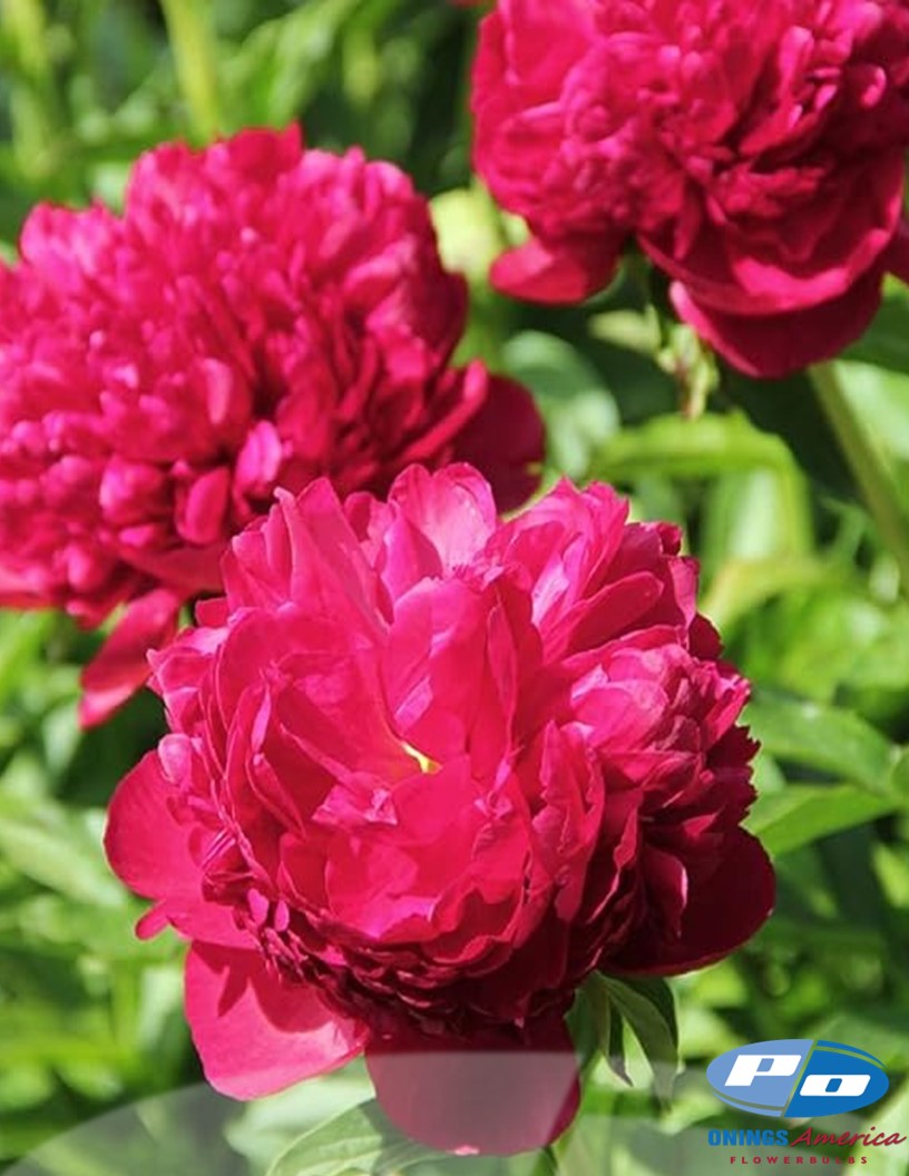 Peony: 20 Karl Rosenfeld 5/8 eyes (Shipping March 2026)