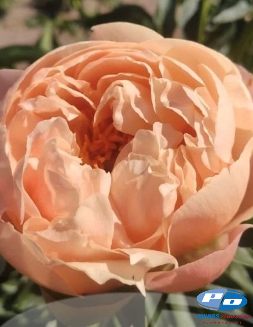 Peony: 35 Kings Day 3/5 eyes