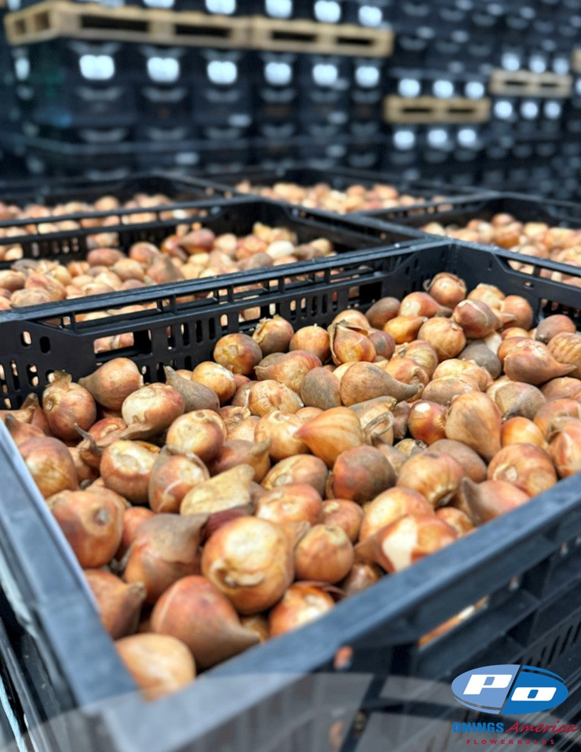 Tulips : Fancy Tulips Mix (ship week 51)