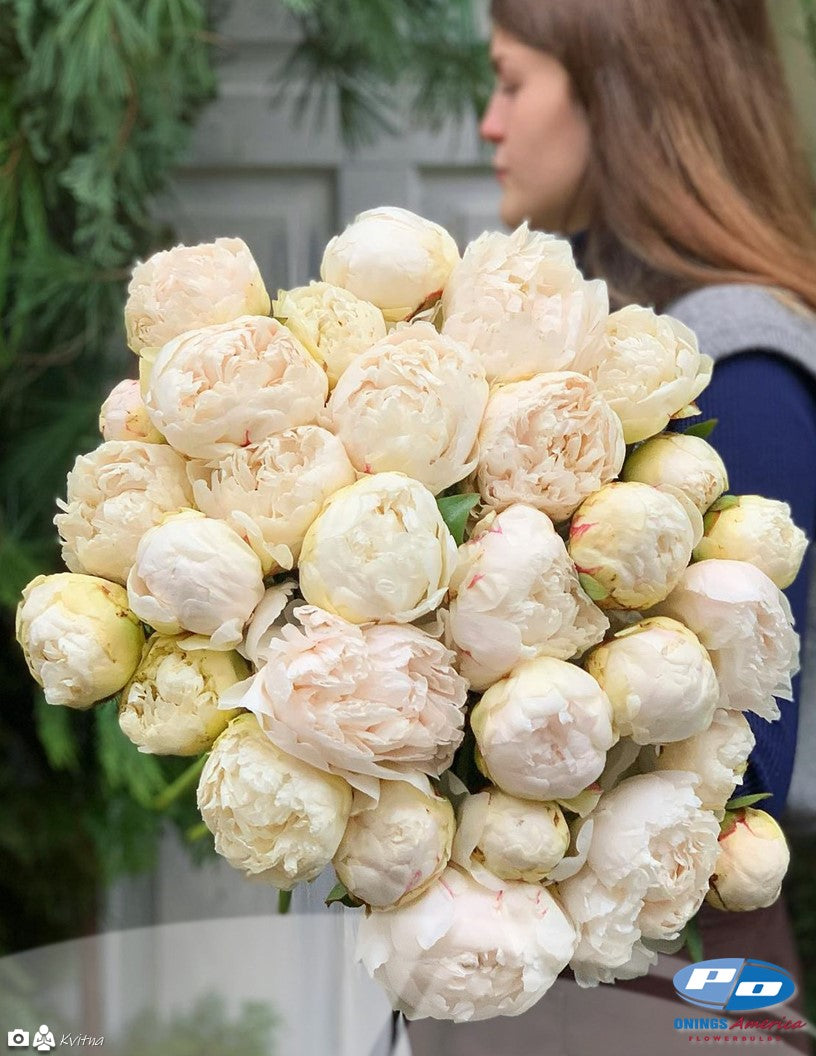 Peony: 20 Mothers Choice 5/8 eyes