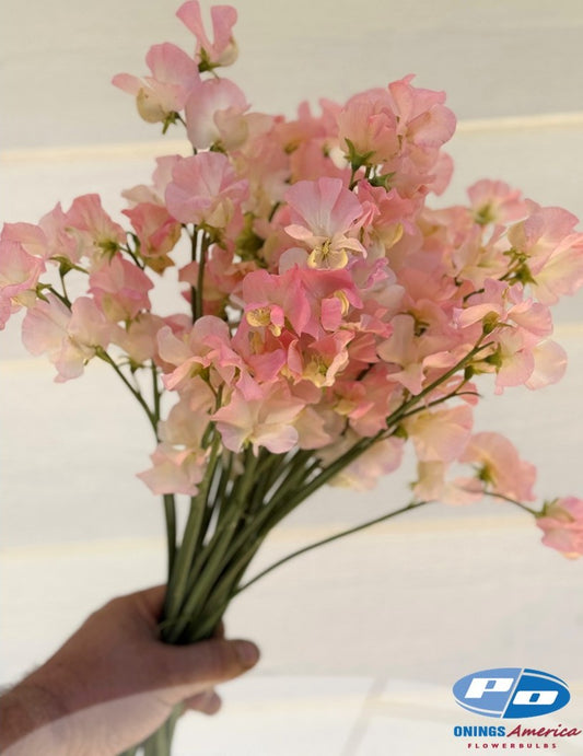 Japanese Lathyrus Sweet Pea 500 seed | 8 colors