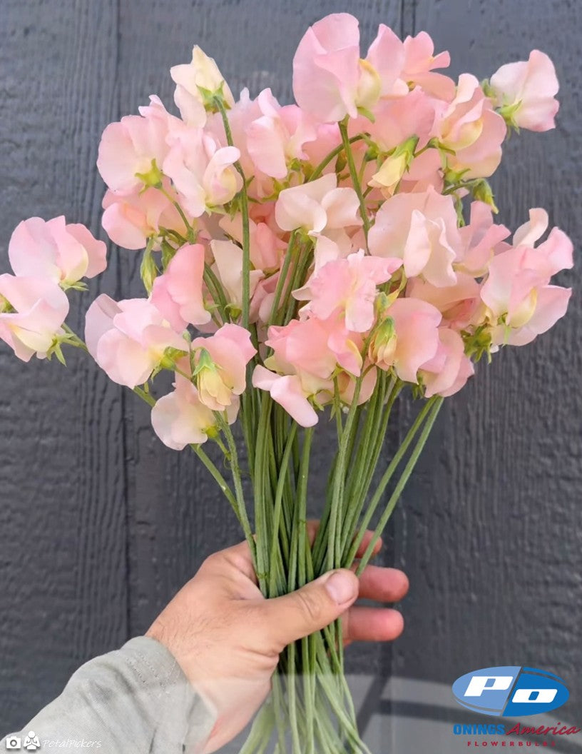 Japanese Lathyrus Sweet Pea 500 seed | 8 colors
