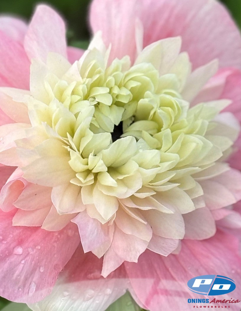 Anemone: Italian Anemone mix (fall 2026 shipping)