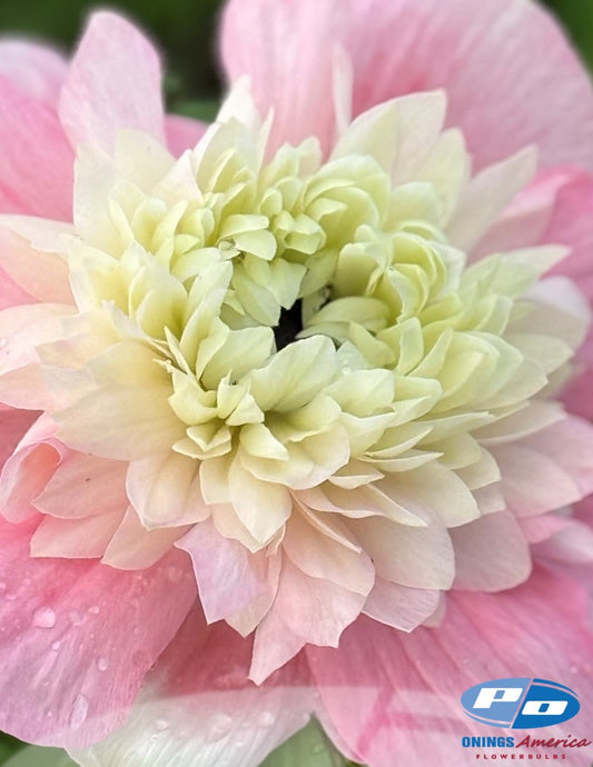 Anemone: Italian Anemone mix (fall 2026 shipping)