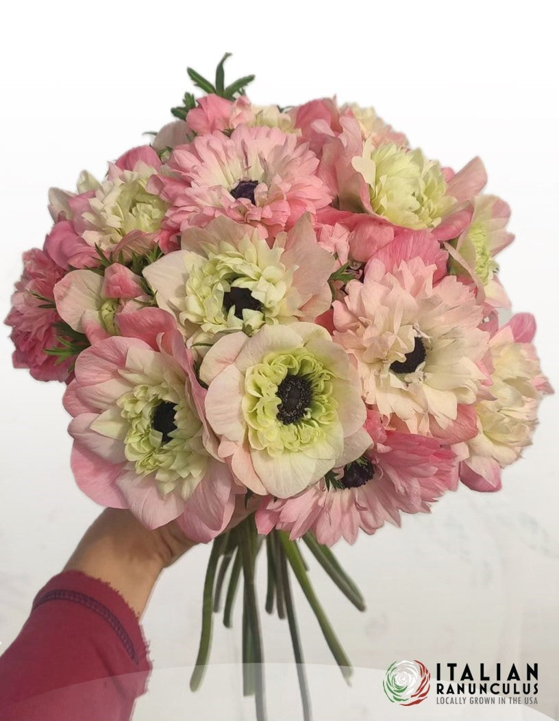 Italian Anemone pastel mix