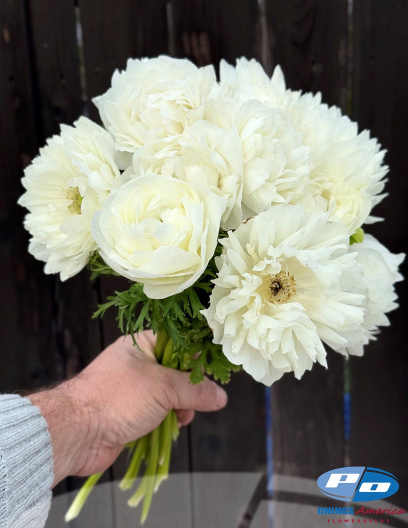 Anemone: Italian Anemone mix (fall 2026 shipping)