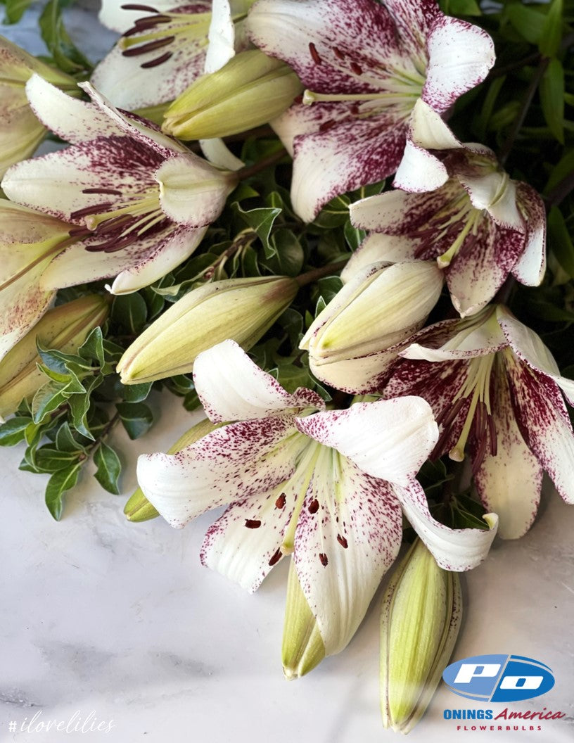 white hybrid lily Lilies : American Classic LxA Hybrid lily Mix – Shop Onings America