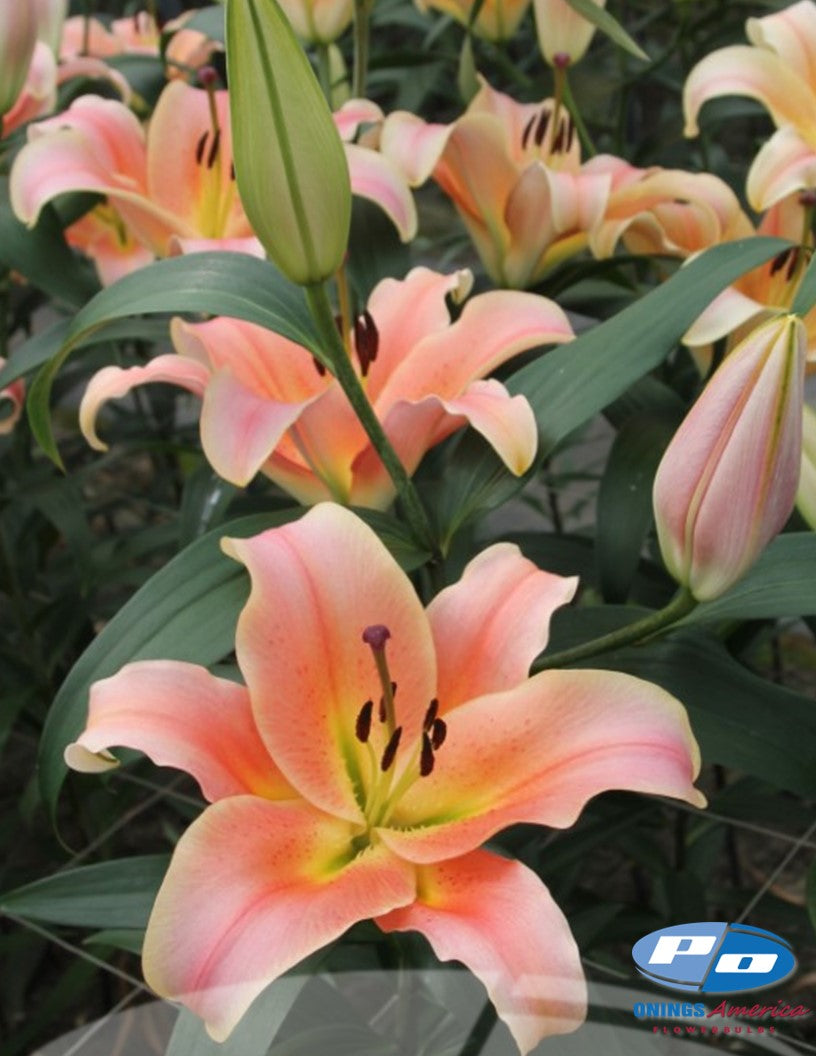 Lilies: Oriental and OxT Lily bulbs (ship week 14-2025)