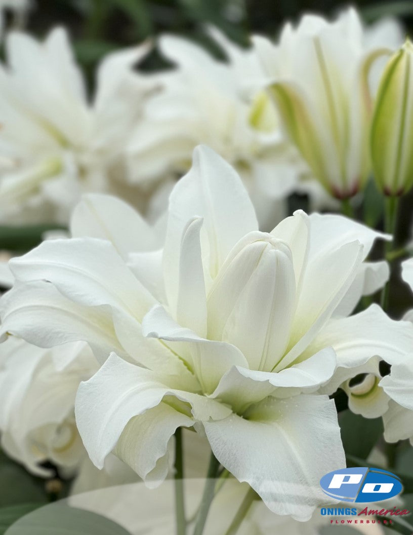 Lilies : Southern Hemisphere Oriental and OxT Lily bulbs (Mothers Day0 (ship week 2 shipping)