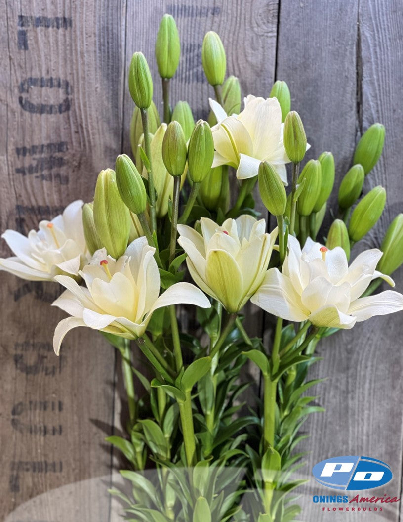 Lilies : Butterfly beauties (ship week 4-2026)