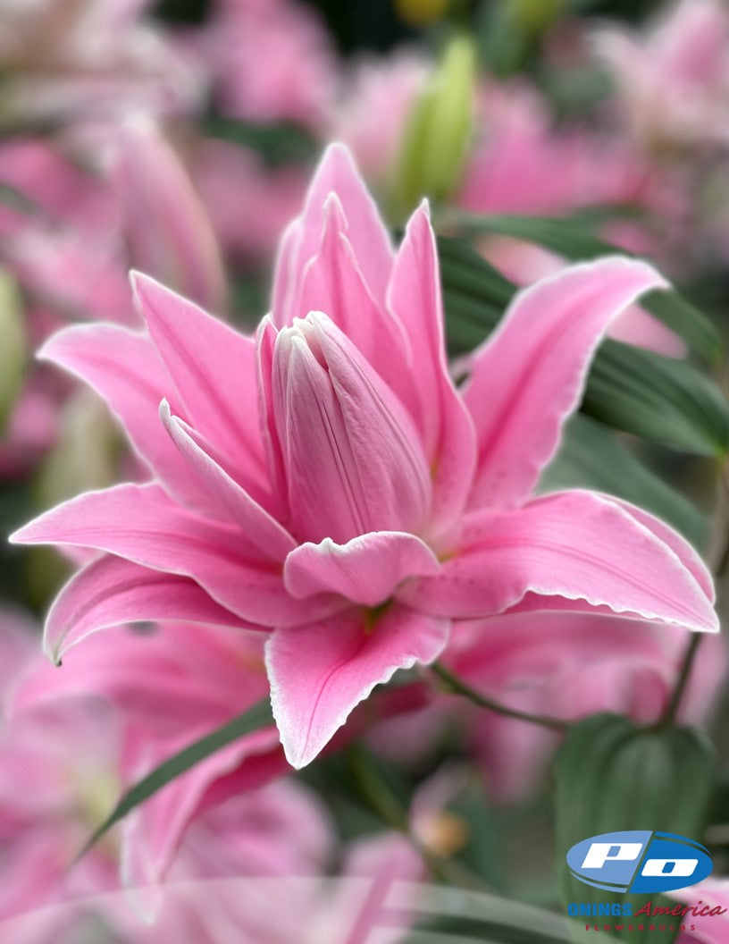 Lilies : Southern Hemisphere Oriental and OxT Lily bulbs (Mothers Day0 (ship week 2 shipping)