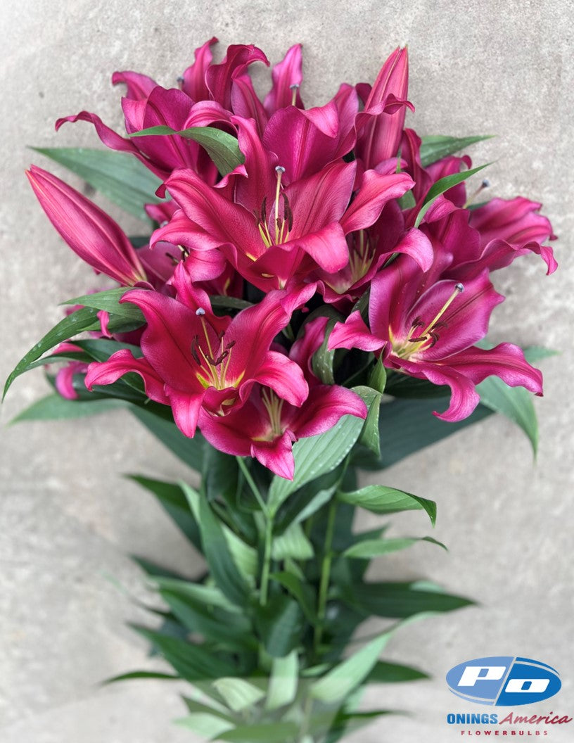 Lilies : Southern Hemisphere Oriental and OxT Lily bulbs (Mothers Day0 (ship week 2 shipping)