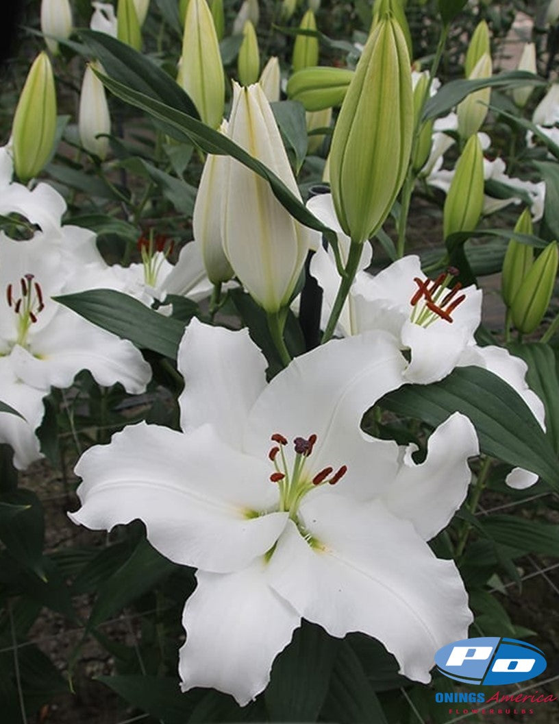 Lilies : Southern Hemisphere Oriental and OxT Lily bulbs (Mothers Day0 (ship week 2 shipping)