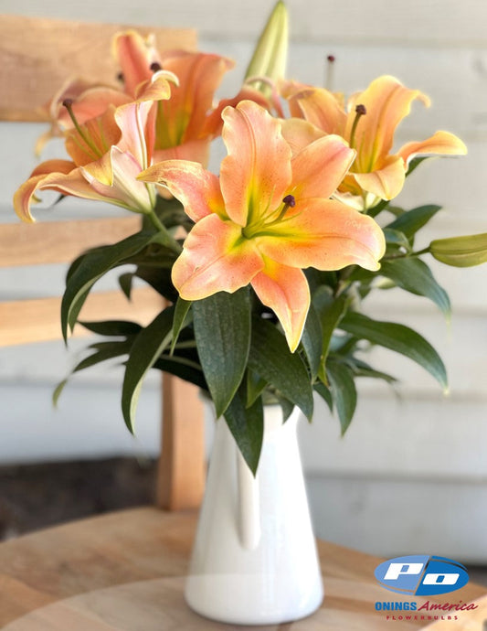 Lilies : Zelmira (ship week 12-2026)