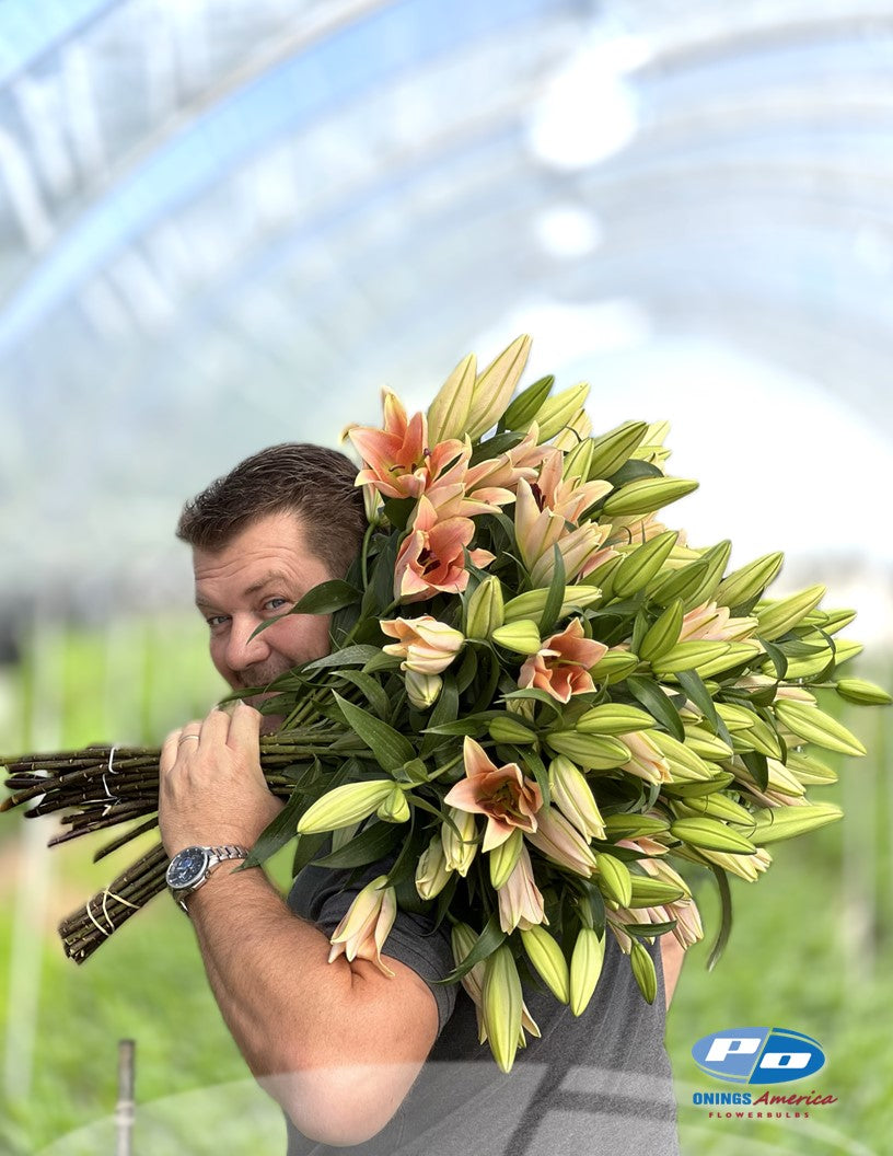 Lilies Zelmira (ship week 122026) Shop Onings America