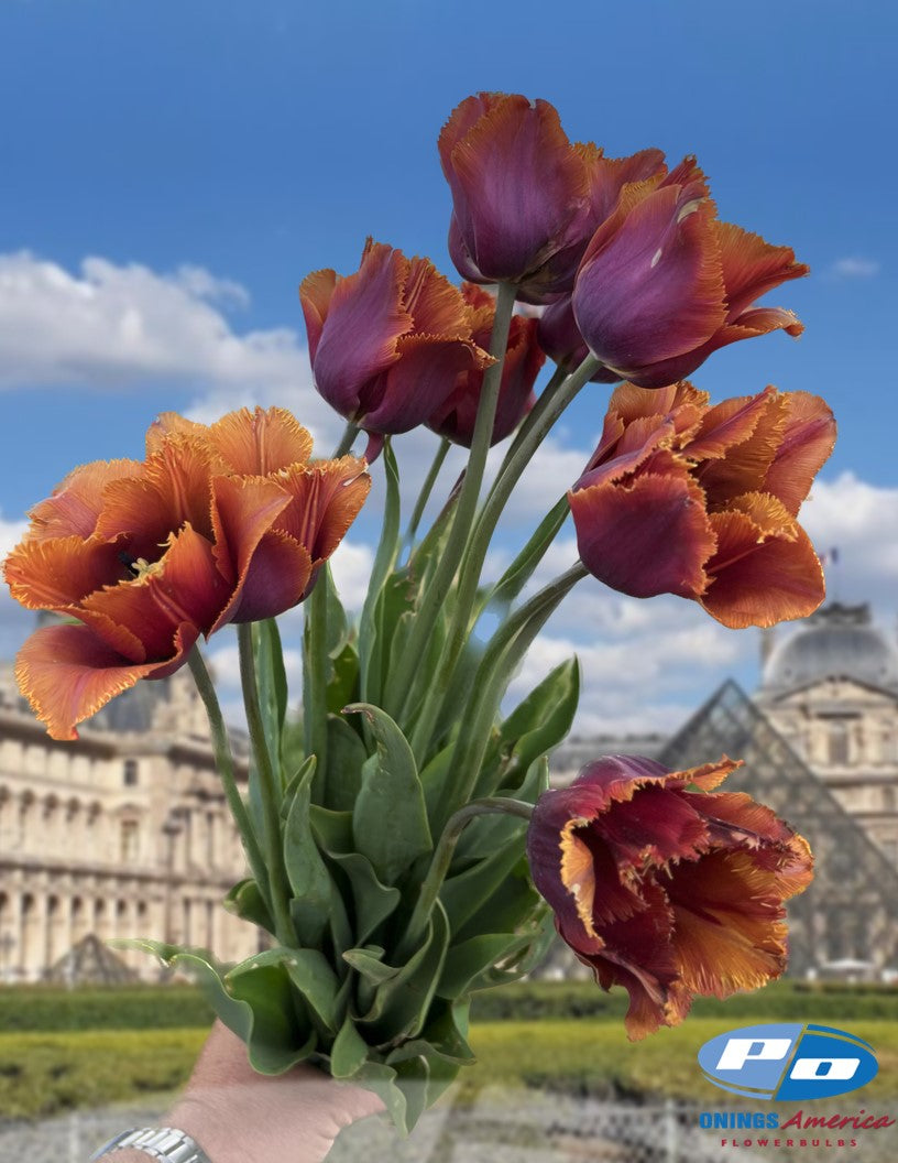 Tulip:  Louvre Orange (ship week 43)