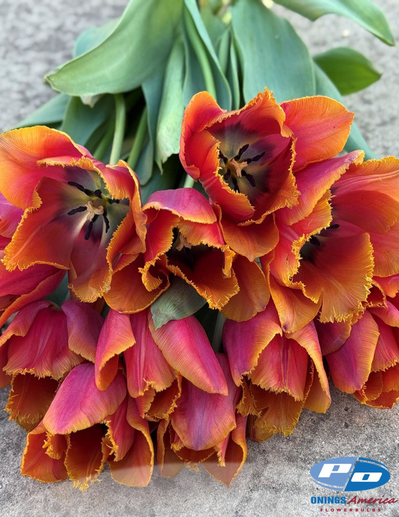 Tulip:  Louvre Orange (ship week 43)
