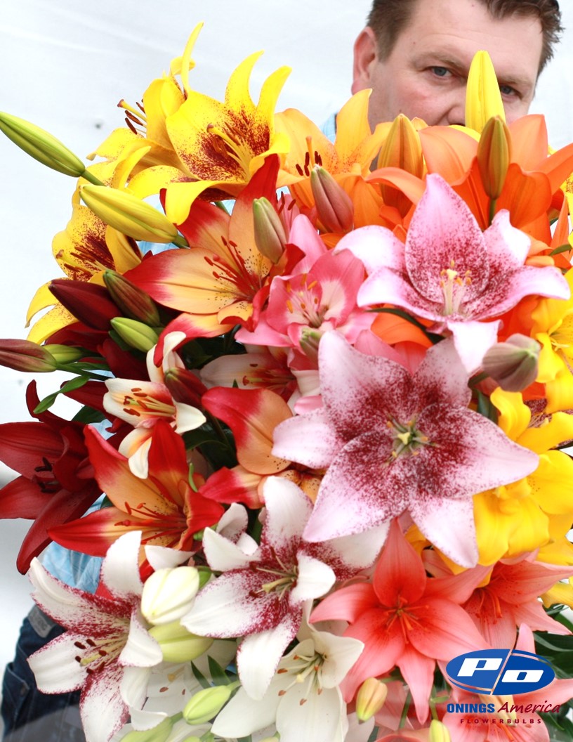 Lilies : American Classic LxA Hybrid lily Mix (ship week 12 - 2026)