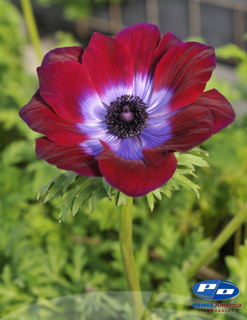 Anemone: Italian Anemone mix (fall 2026 shipping)