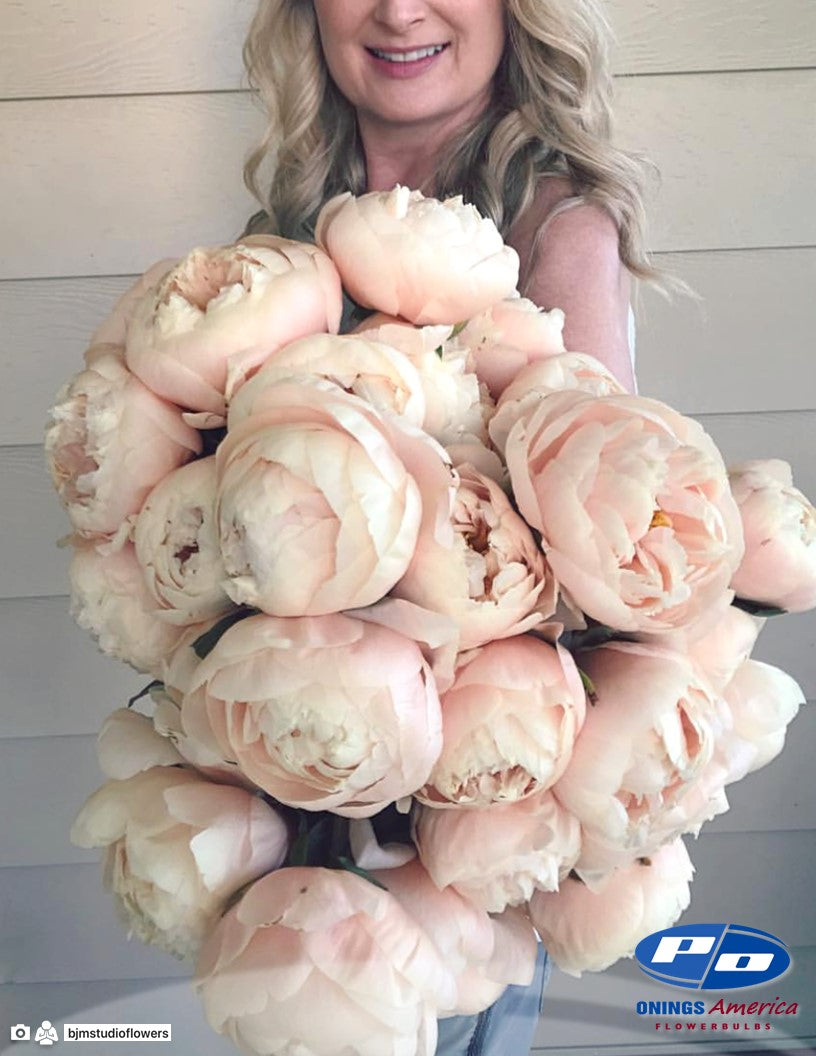 Peony: 3 Pastel Elegance Peonies