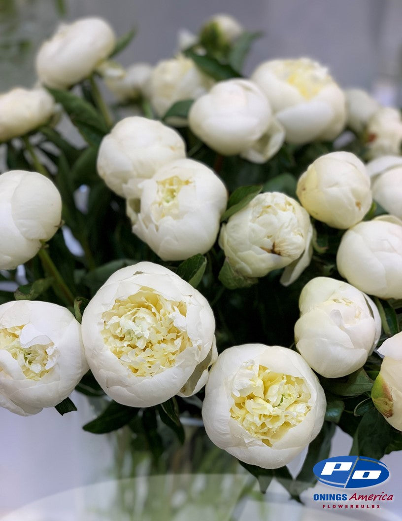 Peony: 20 Duchesse de Nemours 5/8 eyes