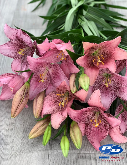 Lilies : American Classic LxA Hybrid lily Mix (ship week 14 - 2025)