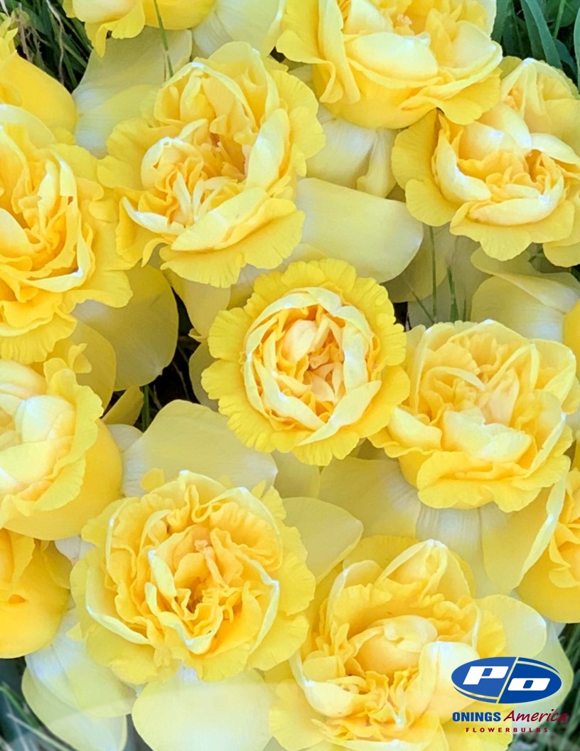 Daffodil: Art Design (ship week 46)