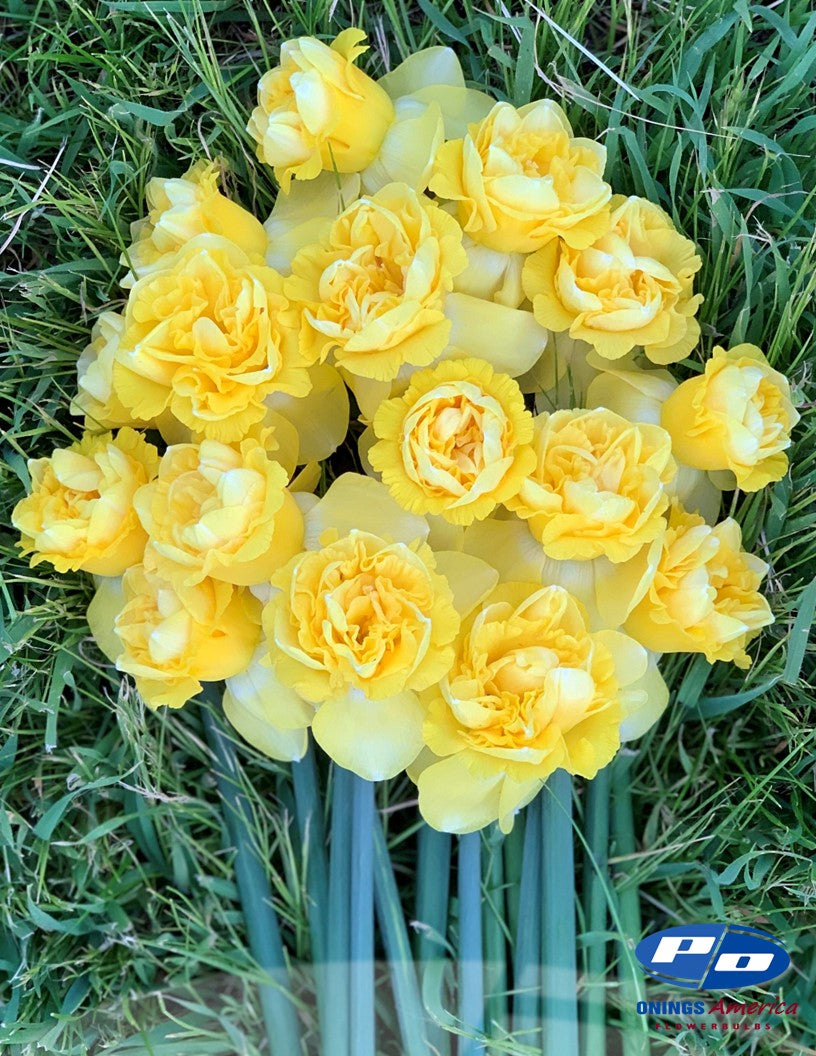 Daffodil: Art Design (ship week 46)