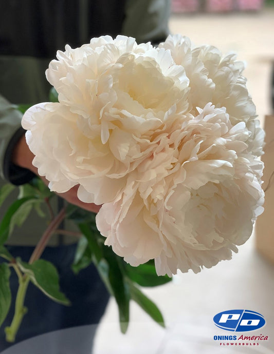 Peony: 20 Class Act 5/8 eyes