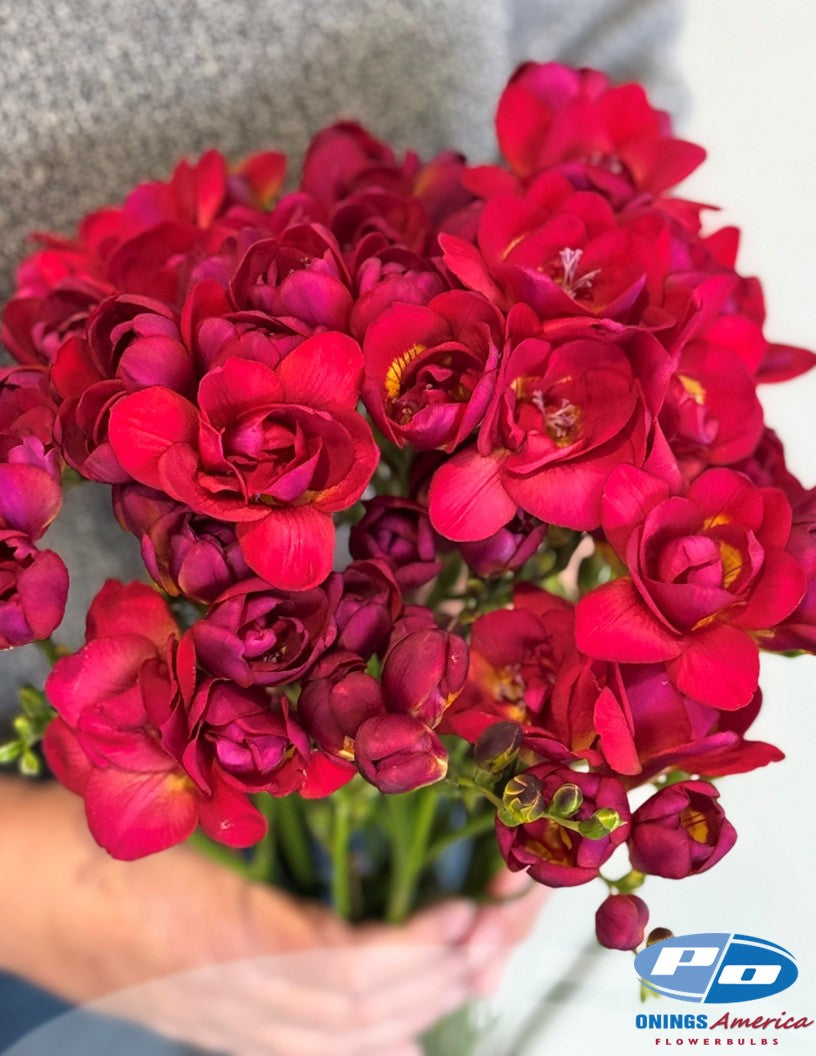 Fabulous Freesia (ship week 44)