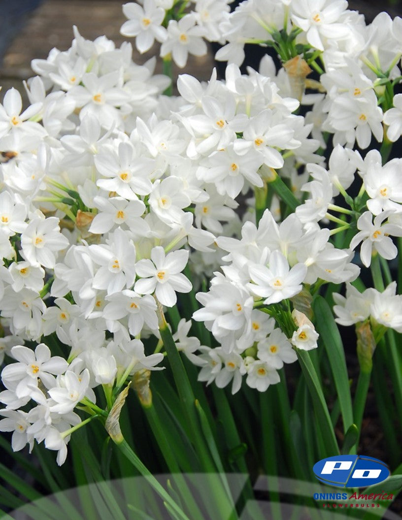 Daffodil:  Paperwhite (ship week 47)
