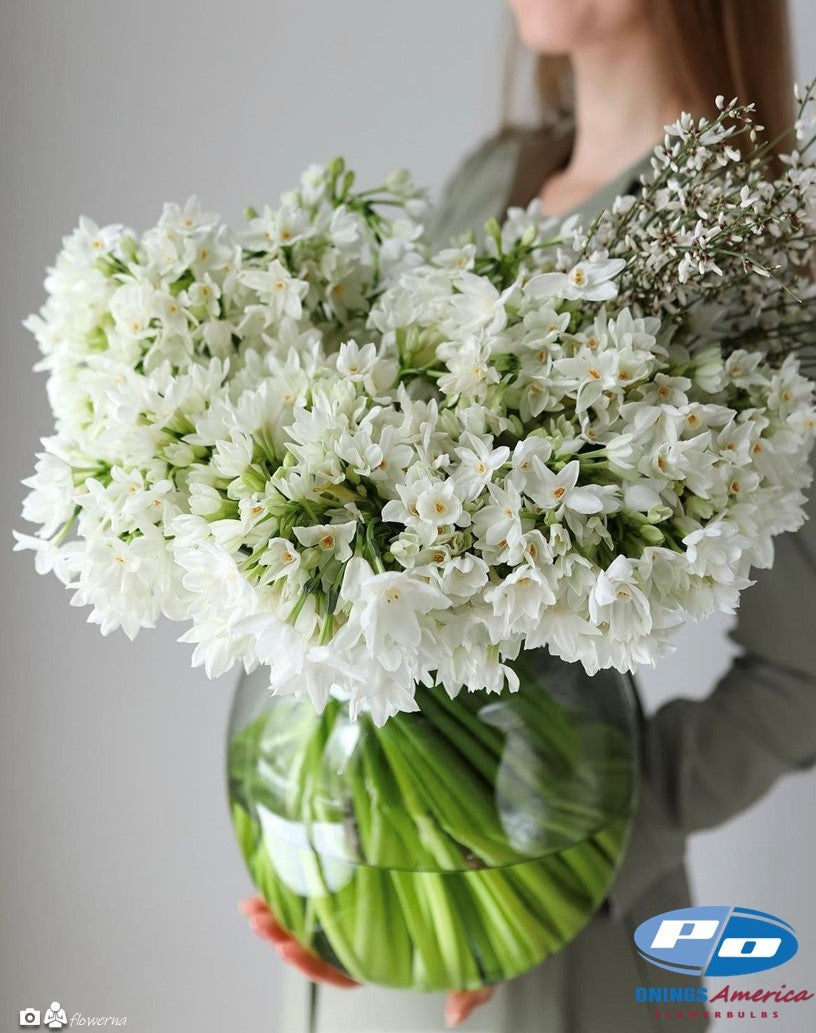 Daffodil:  Paperwhite (ship week 47)