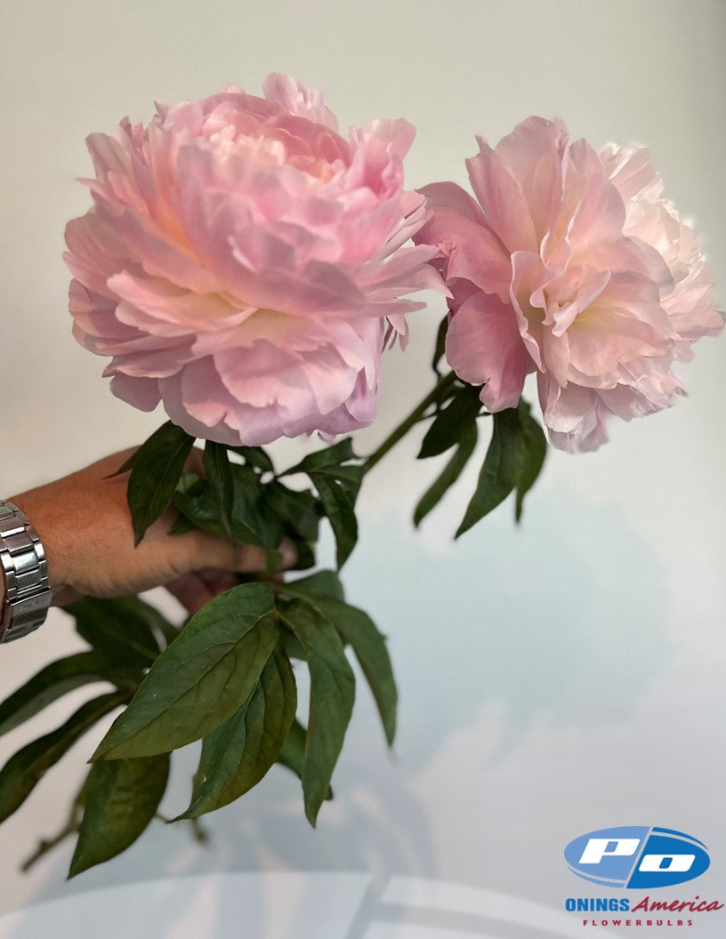Peony: 20 Nancy Nora 5/8 eyes