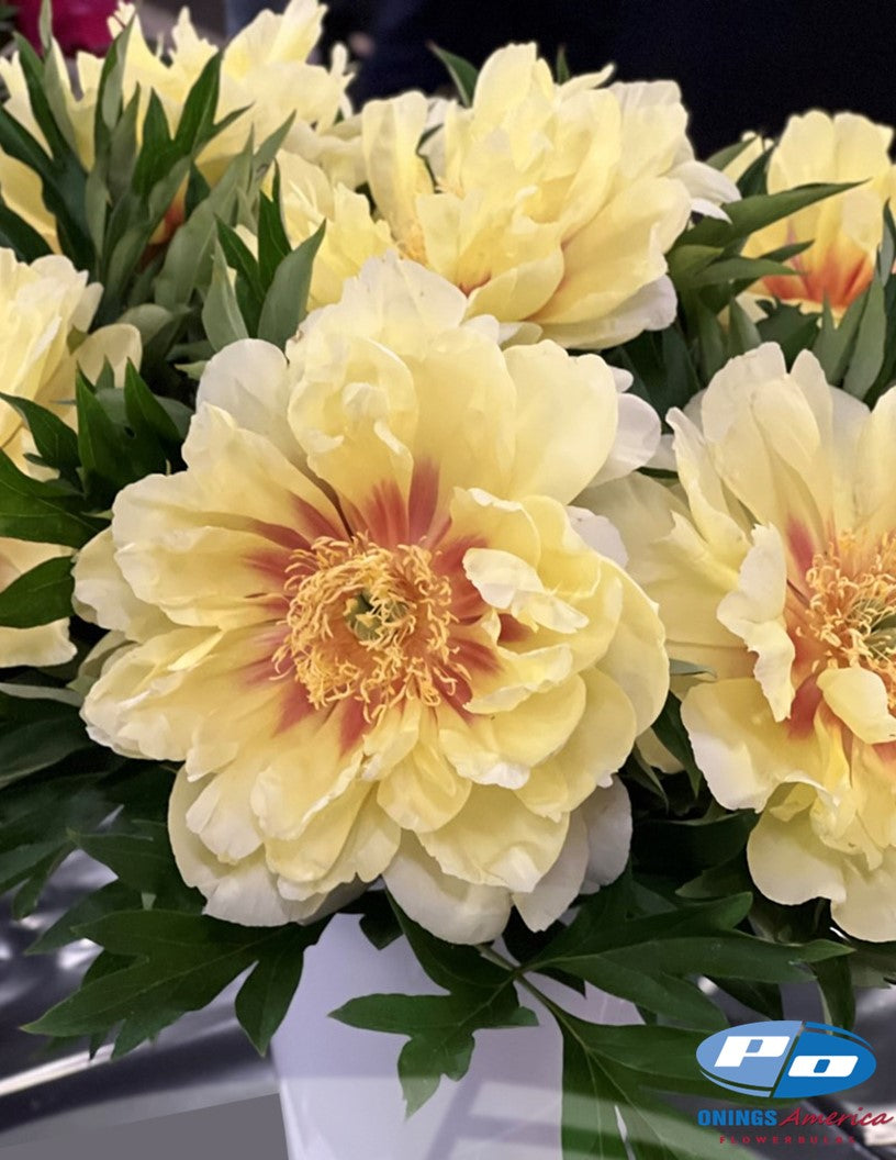 Peony: 35 Bartzella 3/5 eyes